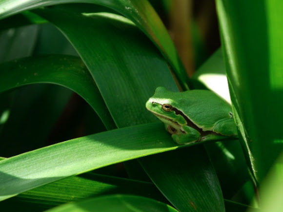 Spotting Image 1