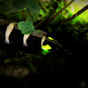 Firefly Larvae