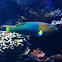 Moon wrasse