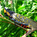 Coffee Locust