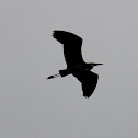 great blue heron