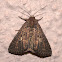 Noctuid Moth