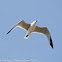 Audouin's Gull; Gaviota de Audouin