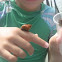 Marine snails