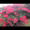 Bougainvillea