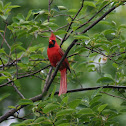 Northern Cardnial