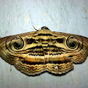 Owlet moth