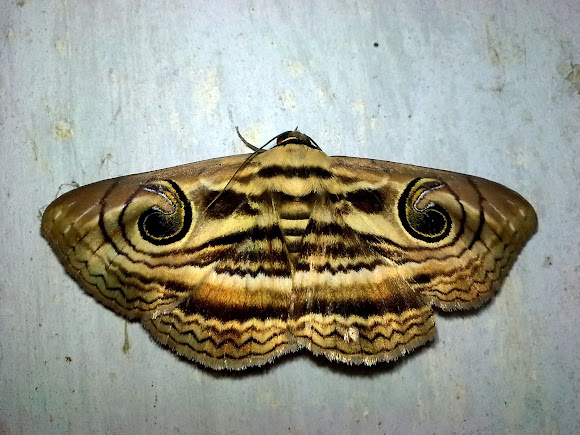 Spotting Image 1