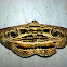 Owlet moth
