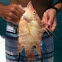 Hogfish