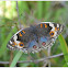 Junonia orithya