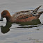 Eurasian wigeon