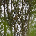 Common Nightingale, Rouxinol-comum