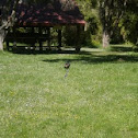 Paradise Duck