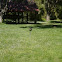 Paradise Duck