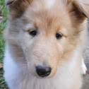Collie