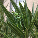 Praying Mantis