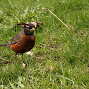 American Robin