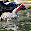 Dalmatian Pelican