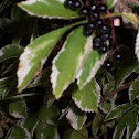 Variegated Elderberry