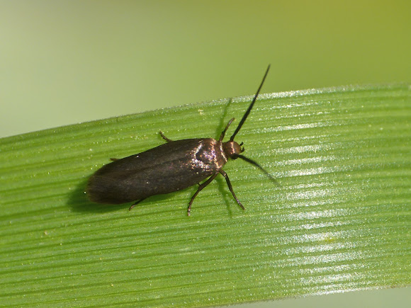 Spotting Image 1