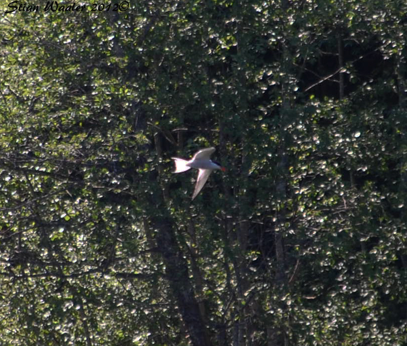 Arctic Tern