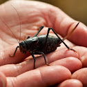 Mormon Cricket