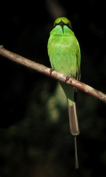 Spotting Image 1