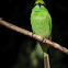 Green Bee-Eater