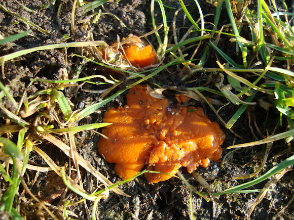 Spotting Image 1
