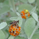 Bee Assassin