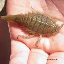 Saduria entomon
