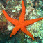 Echinaster sepositus