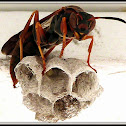 Northern Paper Wasp