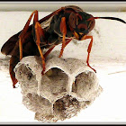 Northern Paper Wasp