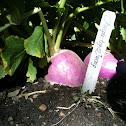 Purple-top Turnip