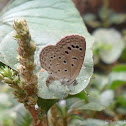 Dark Grass Blue