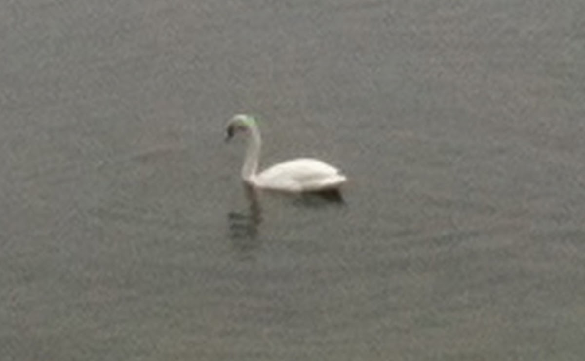 Trumpeter Swan