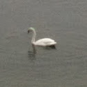 Trumpeter Swan