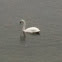 Trumpeter Swan
