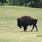 American bison