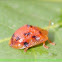 Tortoise Beetle