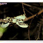 Malbar Pit Viper (Green Form)