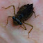 Dragonfly larva