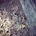 Gray Ratsnake