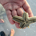 Starfish
