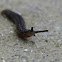 Carolina Mantleslug