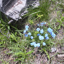 Alpine Forget Me Not