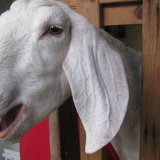 Goat Milk Béchamel