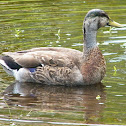 Blue Winged Teal